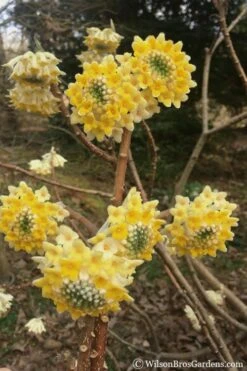 Edgeworthia Chrysantha Paper Bush - 7 Gallon Pot 18 Edgeworthia Chrysantha Paper Bush - 7 Gallon Pot -Wilson Bros Gardens edgeworthia chrysantha 200