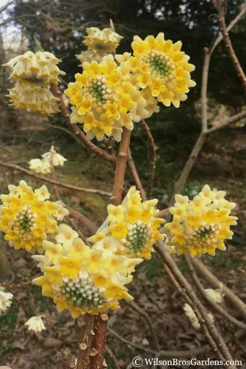 Edgeworthia Chrysantha Paper Bush - 7 Gallon Pot 6 Edgeworthia Chrysantha Paper Bush - 7 Gallon Pot - Image 4