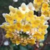 Edgeworthia Chrysantha Paper Bush - 7 Gallon Pot -Wilson Bros Gardens edgeworthia chrysantha 201