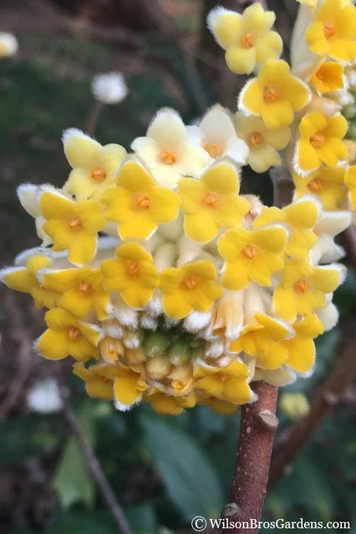 Edgeworthia Chrysantha Paper Bush - 7 Gallon Pot 3 Edgeworthia Chrysantha Paper Bush - 7 Gallon Pot