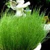 Dwarf Horsetail Reed Grass (Equisetum Scirpoides) - 1 Gallon Pot -Wilson Bros Gardens equisetum scirpoides dwarf horsertail grass 1
