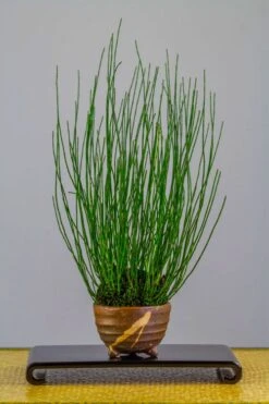 Dwarf Horsetail Reed Grass (Equisetum Scirpoides) - 1 Gallon Pot 13 Dwarf Horsetail Reed Grass (Equisetum Scirpoides) - 1 Gallon Pot -Wilson Bros Gardens equisetum scirpoides dwarf horsertail grass 2