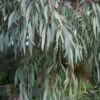 Angus Cold Hardy Eucalyptus Tree (Eucalyptus Nicholii) - 2 Gallon Pot -Wilson Bros Gardens eucalyoptus nicholii angus 1 1