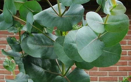 Big O Cold Hardy Eucalyptus Tree (Eucalyptus Neglecta) - 6 Pack Of 1 Gallon Pots 9 Big O Cold Hardy Eucalyptus Tree (Eucalyptus Neglecta) - 6 Pack Of 1 Gallon Pots - Image 7