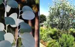 Mappa Tassie Cold Hardy Eucalyptus Tree (Eucalyptus Pauciflora) - 2 Gallon Pot -Wilson Bros Gardens eucalyptus mappa tassie combo