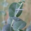 Big O Cold Hardy Eucalyptus Tree (Eucalyptus Neglecta) - 6 Pack Of 1 Gallon Pots -Wilson Bros Gardens eucalyptus neglecta big 0 1 1