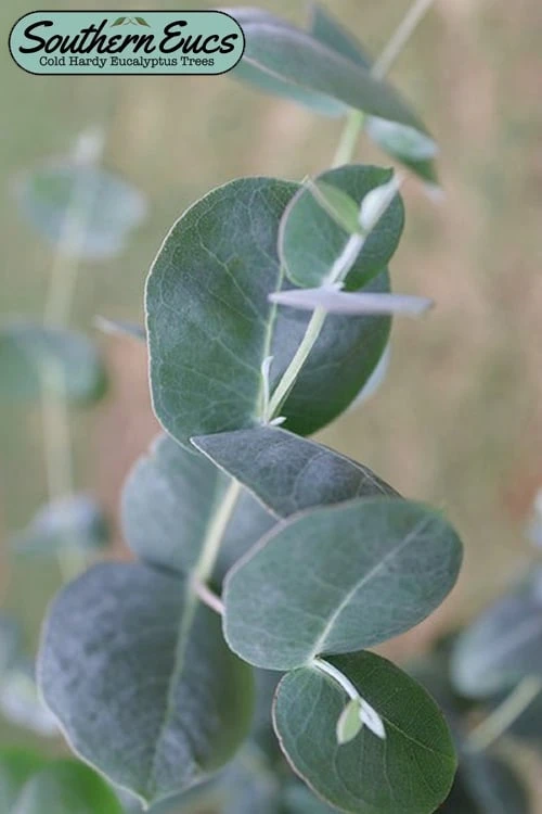 Big O Cold Hardy Eucalyptus Tree (Eucalyptus Neglecta) - 6 Pack Of 1 Gallon Pots 3 Big O Cold Hardy Eucalyptus Tree (Eucalyptus Neglecta) - 6 Pack Of 1 Gallon Pots