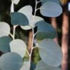 Mappa Tassie Cold Hardy Eucalyptus Tree (Eucalyptus Pauciflora) - 3 Quart Pot -Wilson Bros Gardens eucalyptus pauciflora mappa tassie 1 1
