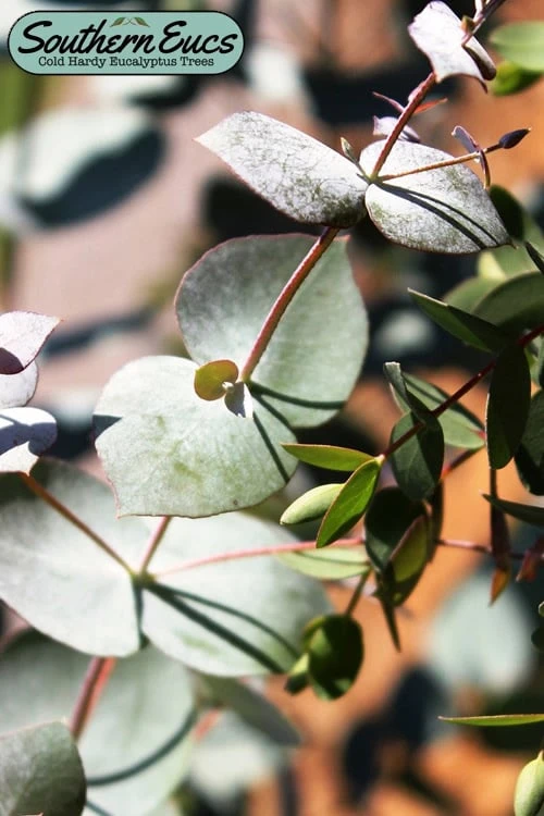 Maggie Cold Hardy Eucalyptus Tree (Eucalyptus Nova Anglica) - 1 Gallon Pot 3 Maggie Cold Hardy Eucalyptus Tree (Eucalyptus Nova Anglica) - 1 Gallon Pot