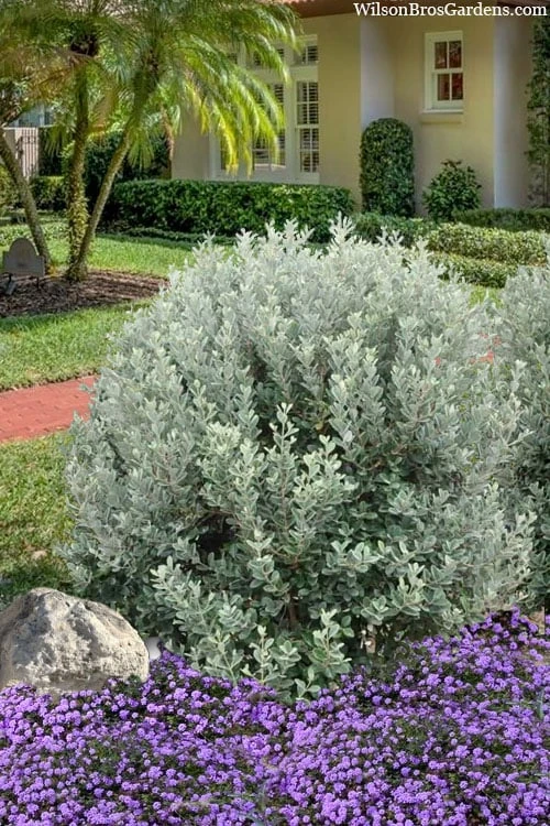 Bambina Dwarf Pineapple Guava (Feijoa Sellowiana ' Tharfiona') - 3 Gallon Pot 6 Bambina Dwarf Pineapple Guava (Feijoa Sellowiana ' Tharfiona') - 3 Gallon Pot - Image 4