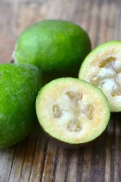 Bambina Dwarf Pineapple Guava (Feijoa Sellowiana ' Tharfiona') - 3 Gallon Pot 12 Bambina Dwarf Pineapple Guava (Feijoa Sellowiana ' Tharfiona') - 3 Gallon Pot -Wilson Bros Gardens feijoa sellowiana tharfiona bambina pineapple guava 5