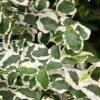 Variegated Creeping Fig - Ficus Pumila 'Variegata' - 6 Pack Of Pint Pots 2 Variegated Creeping Fig - Ficus Pumila 'Variegata' - 6 Pack Of Pint Pots -Wilson Bros Gardens ficus pumila variegata creeping fig 103