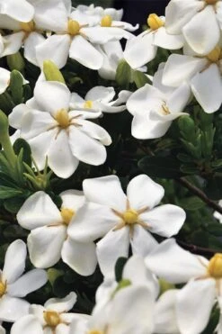 Snow Girl Hardy Dwarf Gardenia - 3 Gallon Pot 11 Snow Girl Hardy Dwarf Gardenia - 3 Gallon Pot -Wilson Bros Gardens gardenia jasminoides snow girl 1