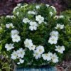 Snow Globe Gardenia - 1 Gallon Pot 2 Snow Globe Gardenia - 1 Gallon Pot -Wilson Bros Gardens gardenia jasminoides snow globe 1