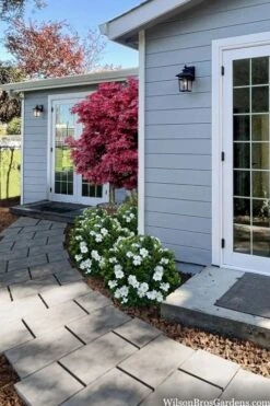 Snow Globe Gardenia - 1 Gallon Pot -Wilson Bros Gardens gardenia jasminoides snow globe 3