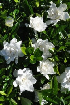 Snow Puff Hardy Gardenia - 7 Gallon Pot -Wilson Bros Gardens gardenia jasminoides snow puff 2