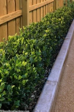 Summer Snow Gardenia - 3 Gallon Pot -Wilson Bros Gardens gardenia jasminoides summer snow 11