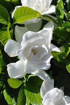 Summer Snow Gardenia - 3 Gallon Pot -Wilson Bros Gardens gardenia jasminoides summer snow 4