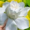 Gold Doubloon Gardenia - 3 Gallon Pot -Wilson Bros Gardens gardenia ogon no hana gold doubloon 10