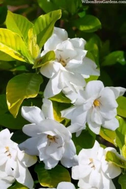 Gold Doubloon Gardenia - 6 Pack Of 1 Gallon Pots -Wilson Bros Gardens gardenia ogon no hana gold doubloon 3 2