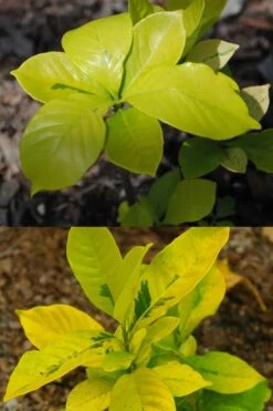 Gold Doubloon Gardenia - 3 Gallon Pot 11 Gold Doubloon Gardenia - 3 Gallon Pot -Wilson Bros Gardens gardenia ogon no hana gold doubloon 4