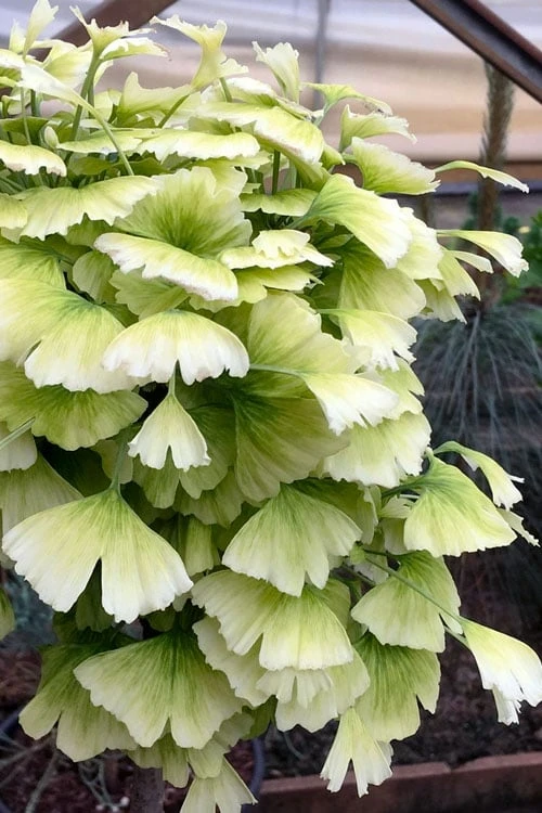 Snow Cloud Ginkgo Tree - 3 Gallon Pot 3 Snow Cloud Ginkgo Tree - 3 Gallon Pot