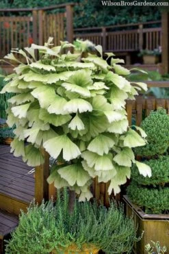 Snow Cloud Ginkgo Tree - 3 Gallon Pot 9 Snow Cloud Ginkgo Tree - 3 Gallon Pot -Wilson Bros Gardens ginkgo snow cloud 2