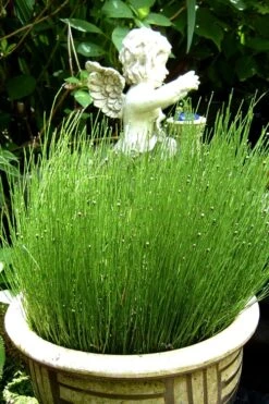 Dwarf Horsetail Reed Grass (Equisetum Scirpoides) - 1 Gallon Pot 12 Dwarf Horsetail Reed Grass (Equisetum Scirpoides) - 1 Gallon Pot -Wilson Bros Gardens grass dwarf horse tail 2 500x750 1