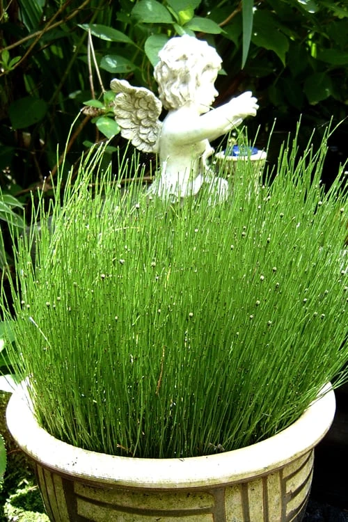 Dwarf Horsetail Reed Grass (Equisetum Scirpoides) - 1 Gallon Pot 6 Dwarf Horsetail Reed Grass (Equisetum Scirpoides) - 1 Gallon Pot - Image 4