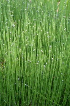 Dwarf Horsetail Reed Grass (Equisetum Scirpoides) - 1 Gallon Pot 14 Dwarf Horsetail Reed Grass (Equisetum Scirpoides) - 1 Gallon Pot -Wilson Bros Gardens grass dwarf horse tail 4 500x750 1