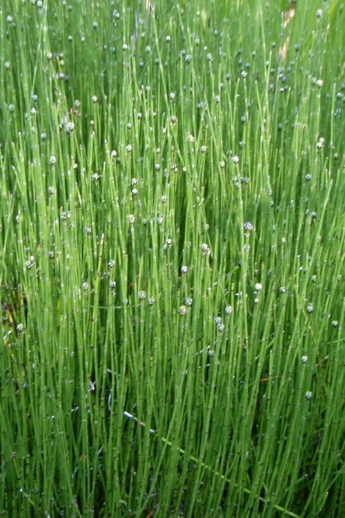 Dwarf Horsetail Reed Grass (Equisetum Scirpoides) - 1 Gallon Pot 8 Dwarf Horsetail Reed Grass (Equisetum Scirpoides) - 1 Gallon Pot - Image 6
