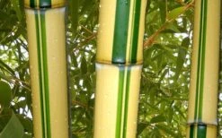 Gold Vivax Giant Timber Bamboo (Green Stripe Bamboo) - Phyllostachys Vivax 'Aureocaulis' - 3 Gallon Pot (2-4') 11 Gold Vivax Giant Timber Bamboo (Green Stripe Bamboo) - Phyllostachys Vivax 'Aureocaulis' - 3 Gallon Pot (2-4') -Wilson Bros Gardens green stripe vivax bamboo