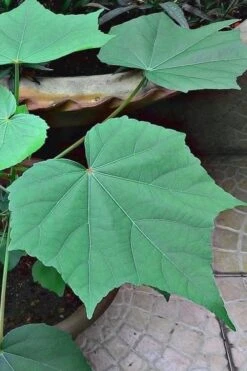 Confederate Rose Hibiscus - Rose Mallow - 3 Gallon Pot 12 Confederate Rose Hibiscus - Rose Mallow - 3 Gallon Pot -Wilson Bros Gardens hibiscus confederate rose leaves