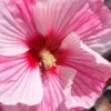 Starry Night Hardy Hibiscus (Rose Mallow) - 1 Gallon Pot 1 Starry Night Hardy Hibiscus (Rose Mallow) - 1 Gallon Pot -Wilson Bros Gardens hibiscus starry night rose mallow 3