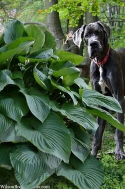 Empress Wu Giant Hosta Lily - 1 Gallon Pot 15 Empress Wu Giant Hosta Lily - 1 Gallon Pot -Wilson Bros Gardens hosta lily empress wu 205