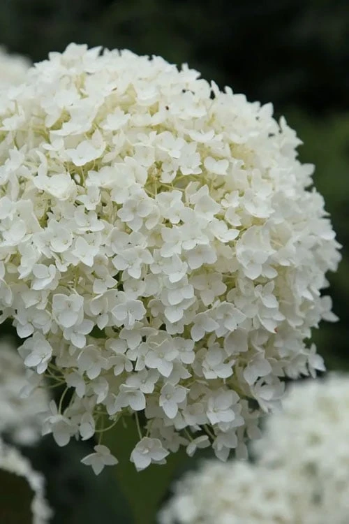 Annabelle Hydrangea - 3 Gallon Pot 8 Annabelle Hydrangea - 3 Gallon Pot - Image 6
