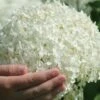 Incrediball Smooth Hydrangea - 3 Gallon Pot 2 Incrediball Smooth Hydrangea - 3 Gallon Pot -Wilson Bros Gardens hydrangea arborescens annabelle 21