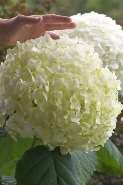 Incrediball Smooth Hydrangea - 3 Gallon Pot 14 Incrediball Smooth Hydrangea - 3 Gallon Pot -Wilson Bros Gardens hydrangea arborescens incrediball 10