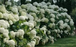 Incrediball Smooth Hydrangea - 3 Gallon Pot 15 Incrediball Smooth Hydrangea - 3 Gallon Pot -Wilson Bros Gardens hydrangea arborescens incrediball 12