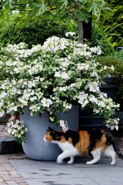 Fairytrail Bride Cascade Hydrangea - 1 Gallon Pot 11 Fairytrail Bride Cascade Hydrangea - 1 Gallon Pot -Wilson Bros Gardens hydrangea fairytrail bride 7