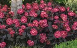 Eclipse Bigleaf Hydrangea - 3 Gallon Pot 13 Eclipse Bigleaf Hydrangea - 3 Gallon Pot -Wilson Bros Gardens hydrangea macrophylla eclipse 4