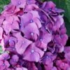 Let's Dance 'Big Band' Dwarf Hydrangea - 3 Gallon Pot -Wilson Bros Gardens hydrangea macrophylla lets dance big band 2