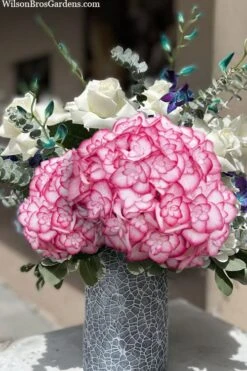 Miss Saori Hydrangea - 1 Gallon Pot -Wilson Bros Gardens hydrangea macrophylla miss saori 20