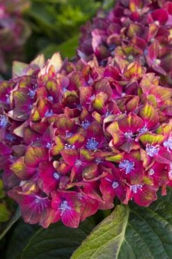 Pistachio Hydrangea - 5 Gallon Pot -Wilson Bros Gardens hydrangea macrophylla pistachio 2