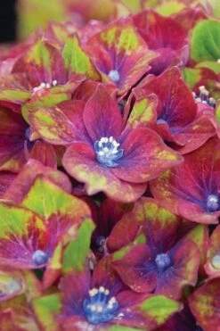 Pistachio Hydrangea - 5 Gallon Pot -Wilson Bros Gardens hydrangea macrophylla pistachio 6