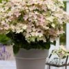 Early Evolution Hydrangea - 1 Gallon Pot 2 Early Evolution Hydrangea - 1 Gallon Pot -Wilson Bros Gardens hydrangea paniculata early evolution 1