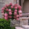 Fire Light Hydrangea - Single Trunk Topiary Tree - 5 Gallon Pot 2 Fire Light Hydrangea - Single Trunk Topiary Tree - 5 Gallon Pot -Wilson Bros Gardens hydrangea paniculata fire light tree form standard 2