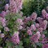 Gatsby Pink Oakleaf Hydrangea - 3 Gallon Pot 1 Gatsby Pink Oakleaf Hydrangea - 3 Gallon Pot -Wilson Bros Gardens hydrangea quercifolia gatsby pink 17