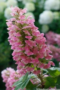 Gatsby Pink Oakleaf Hydrangea - 3 Gallon Pot -Wilson Bros Gardens hydrangea quercifolia gatsby pink 7