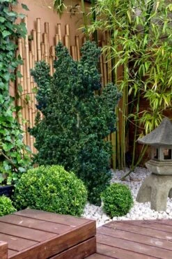 Dwarf Pagoda Japanese Holly - 1 Gallon Pot